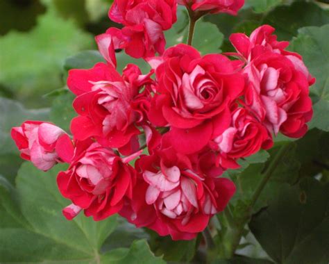 Local florist delivery · wide variety of flowers · same day delivery My Geranium has flowers that look like roses. | From Our ...