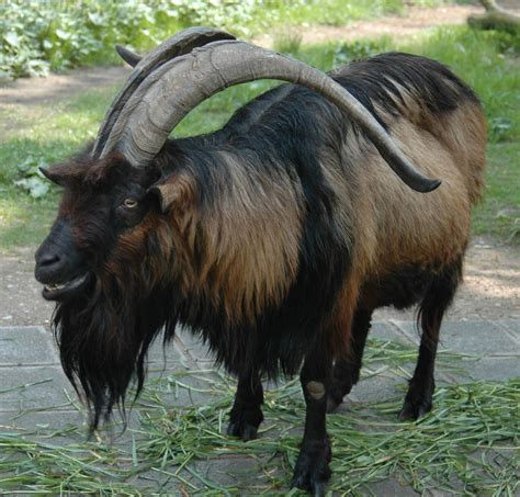 Ziegenbock Billy Goat Matthias Ripp Flickr