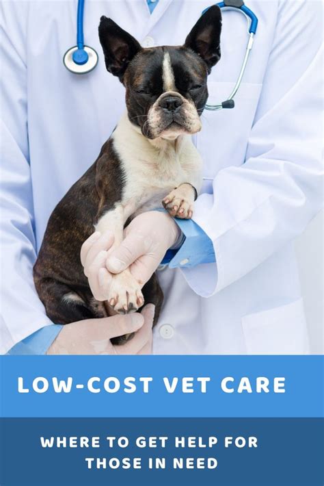 Low-cost Vet Care: Where to get Help for Those in Need | CashLady