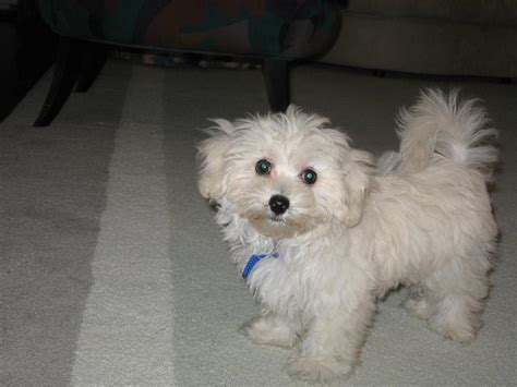 Though designed for indoor life, your new puppy will still need daily exercise to stay healthy, happy and out of mischief. Maltipoo Dog Breeders Profiles and Pictures | Dog Breeders Profiles and Pictures