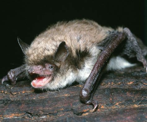 Longest Living Bat Holds Clues To Longevity Live Science