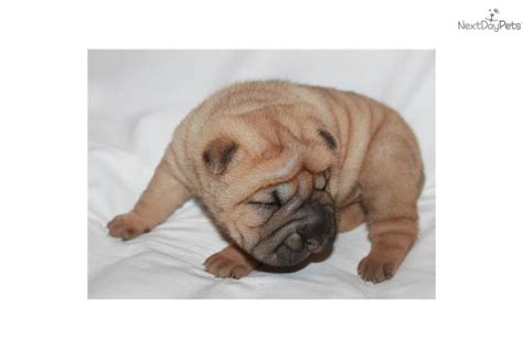 Chinese Shar Pei Puppy For Sale Near Moscow Russian