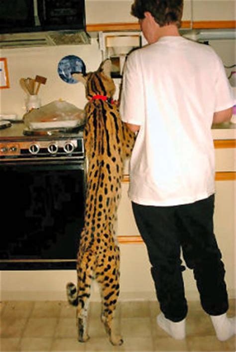 Bengal cats for sale had taken on a new see bengal cat rescue. Savannah Cat Breed Information Facts & 30+ Pictures ...