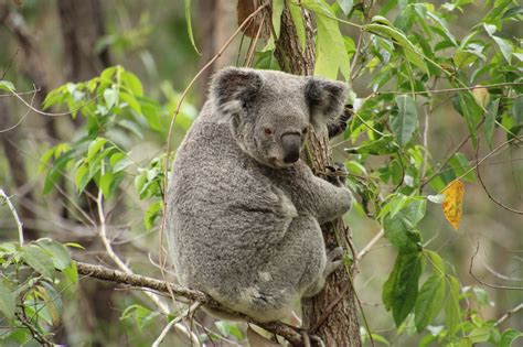 Top 141 Koala Animal Wikipedia