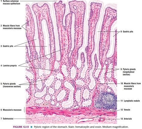 Digestive Viscera Systemic Histology 2 Emedicodiary