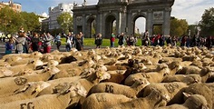 Las ovejas vuelen a cruzar Madrid en la Fiesta de la Trashumancia