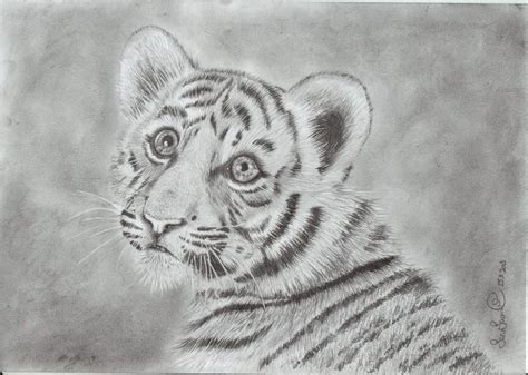 Tiger Cub Drawing By Kuolonenkeli On Deviantart