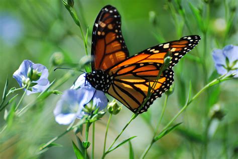 Monarch Butterfly Population Could Increase Urban Milwaukee