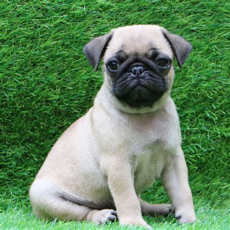Pug Puppies Near Me 1 Pug Puppies For Sale By Uptown Puppies Get
