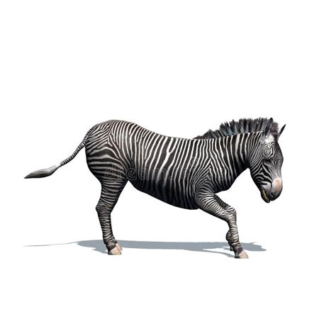 Set Of Zebra With Shadow On The Floor On White Background Stock