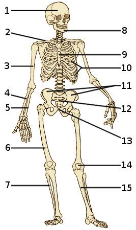 Human skeleton sacrum diagram