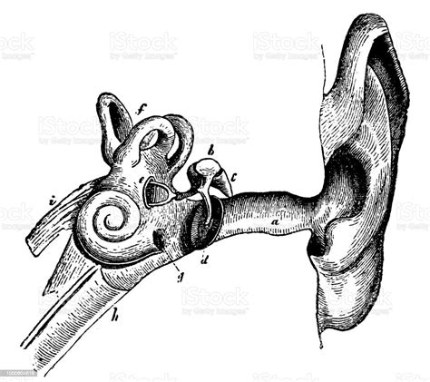 Human Ear Anatomy Stock Illustration Download Image Now Ear