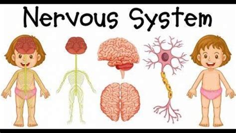 Mi Rcoles De Septiembre De El Sistema Nervioso Ciencias
