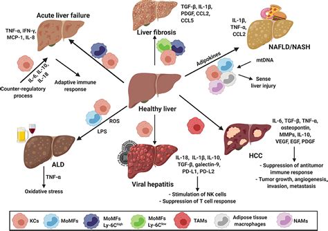 Frontiers Therapeutic Targeting Of Hepatic Macrophages For The