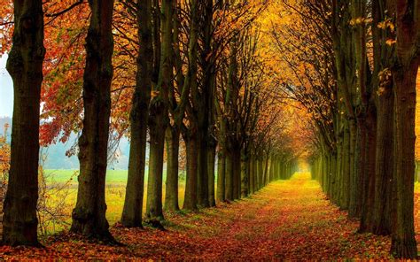 Wallpaper Beautiful Nature Scenery Forest Trees Autumn Path