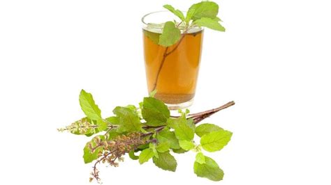 Tulsi Tea Holy Basil Tea Benefits And Side Effects