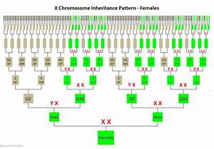 Female X Chromosome Inheritance Pattern From Http Genie1 Com Au