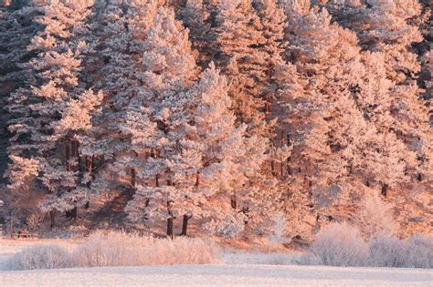 Christmas Forest Winter Forest Illuminated By Rising Sun Beautiful