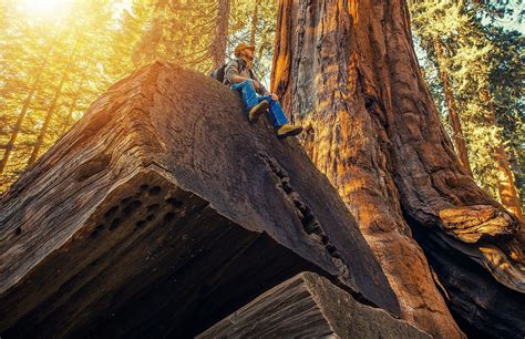 Sequoia National Park California Worldatlas