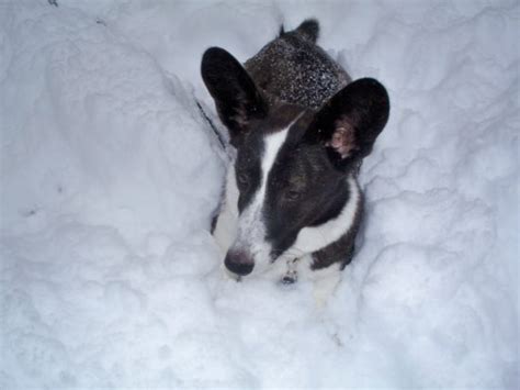 Brodies Snow Day The Daily Corgi