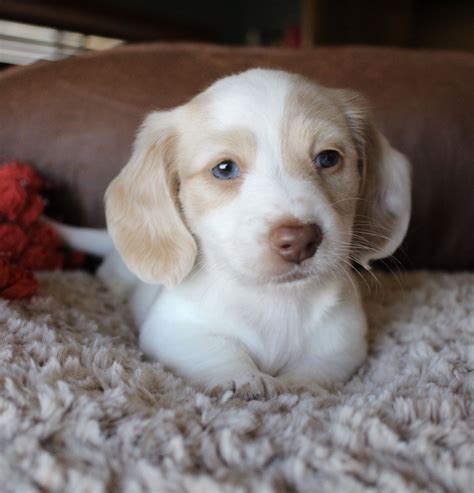 Cream Dachshund Puppy Texas
