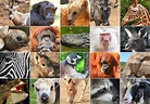 Reino Animal o Animalia: Características y Clasificación de los Animales