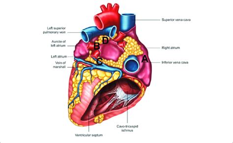 Posterior Heart Diagram MakaSoryia