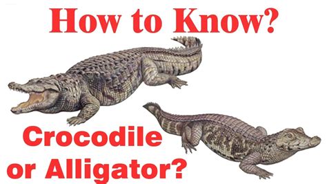Difference Between Crocodile And Alligator Simply E Learn Kids Youtube