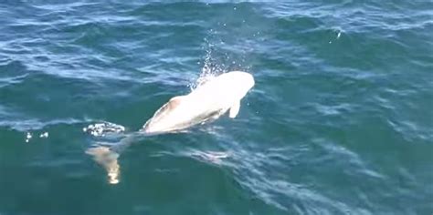 One In A Million Sighting Of Extremely Playful White Harbor Porpoise