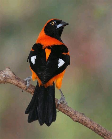 93 Best Colour Combo Black And Orange Images On Pinterest Bricolage