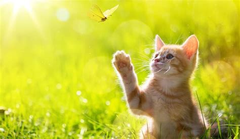 Check spelling or type a new query. Female Cat Names: 600+ Cute, Sweet & Funny Names For A Molly - My Pet's Name