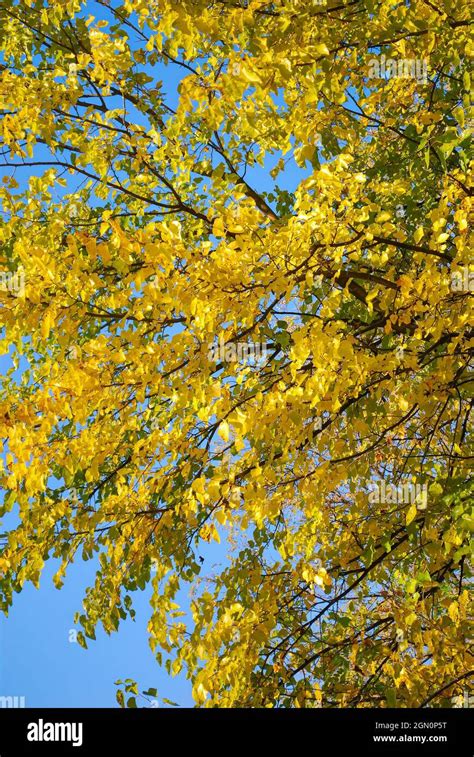 Beautiful Yellow Poplar Tree Yellow Autumn Autumn Leaves United