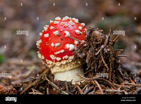 Fly Agaric Amanita Muscaria In Immature Button Emerging On The Forest