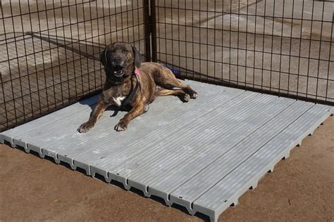 Dog Kennel Flooring 2020 Your Dog Will Love These 6 Kennel Flooring