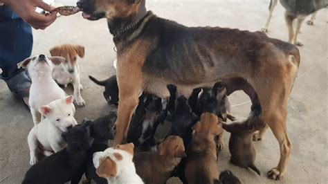 Mother Dog Feed Her Cute Puppies And Other Is Eating Food Very