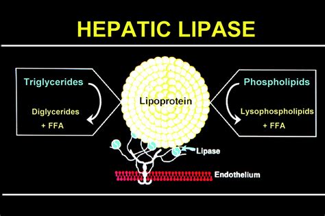 Hepatic Lipase Lipoprotein Metabolism And Atherogenesis