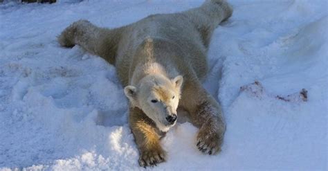 Watch San Diego Polar Bears Play In The Snow