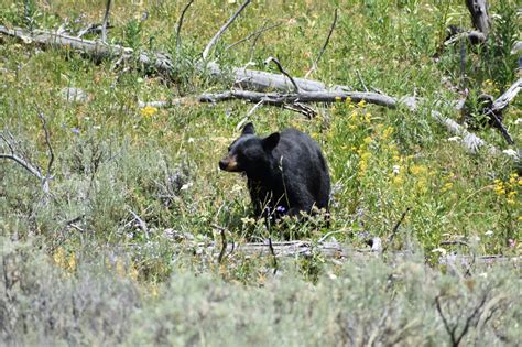 Black Bear In Yellowstone National Park Beartooth Anthony