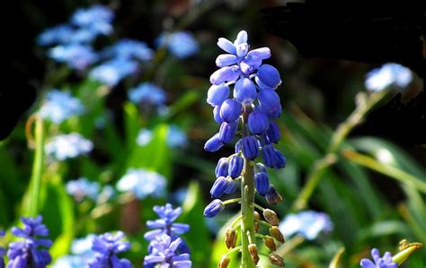 Sapphires Blue Flowers Free Photo On Pixabay Pixabay