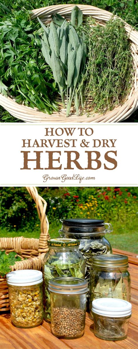 There Are Many Ways To Dry Herbs So That You Can Enjoy Them All Year