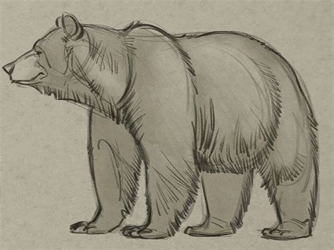 Learn How To Draw A Bear From A Pro