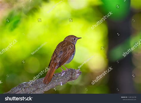 Common Nightingale Cute Bird Tree Natural Stock Photo 1128132278