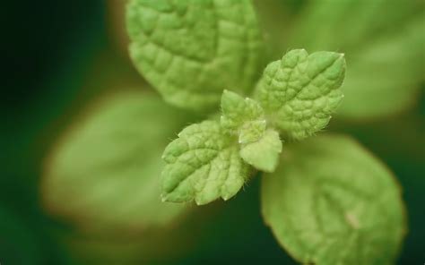 Mint Green Leaves Beautifully Hd Wallpaper Wallpaper Flare