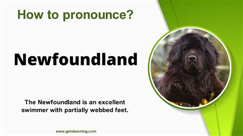 How To Pronounce Newfoundland Dog In English Correctly Youtube