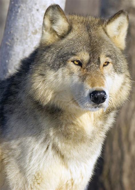 Timber Wolf Photograph By John Pitcher Pixels