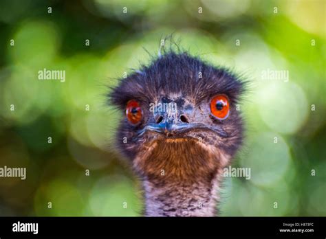 Emu Bird Photo Hi Res Stock Photography And Images Alamy