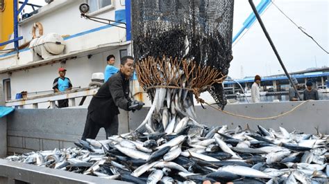 Big Catch Fishing In The Deep Sea With Big Boat Amazing Tuna Fish