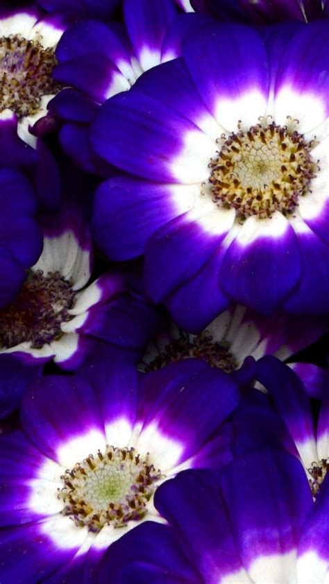 Download Cineraria Purple Flowers Ultra Hd Wallpaper For