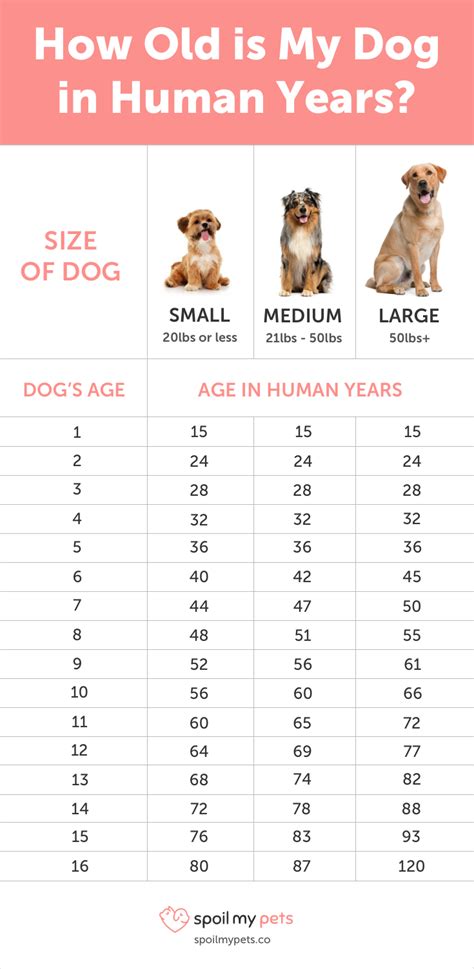 Dog Age Chart See How Old Your Dog Is In Human Years Dog Ages Dog
