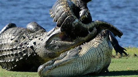 Battle Between Alligators Holds Up Golfers On Florida Course Nbc News